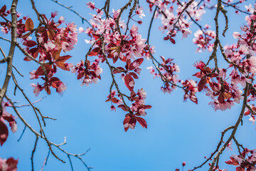 Selective focus on flowers and branches of Prunus cerasifera Pissardi (Nigra) with others in blur