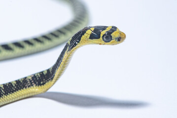 Obraz premium Close up of a baby king cobra flaring its hood on isolated white background 