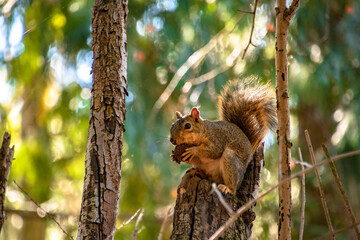 Squirrel Eating nut on tree branch in Mt. Tabor of Portland, OR