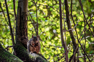 Squirrel Eating nut on tree branch in Mt. Tabor of Portland, OR