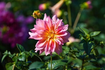 Obraz premium 光を浴びて輝く満開のピンクとオレンジのグラデーションのダリア