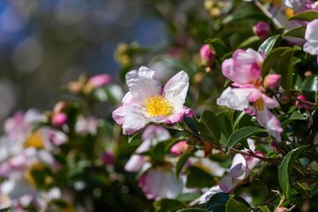 淡いピンクのグラデーションが素敵な満開のサザンカの花