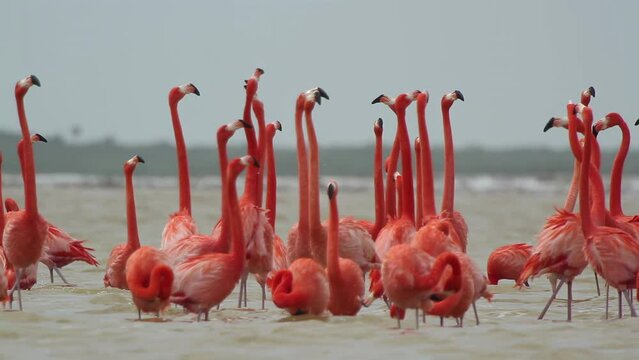 pink flamingo mexico wildlife birds