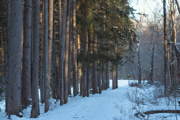 Winter hiking trail, fresh snow in the woods