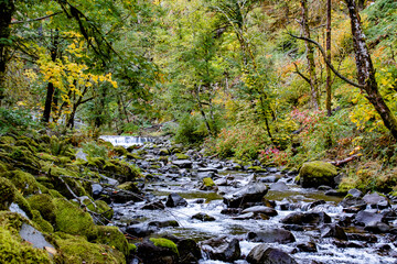Obraz premium Fall River at Wahclella Falls Trail in the Columbia River Gorge in Oregon