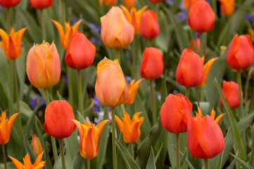 Bright orange tulip garden with small purple accent flowers