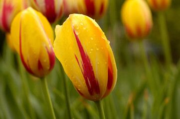 Yellow and red tulip garden, with delicate dew or raindrops visible on the flower petals.