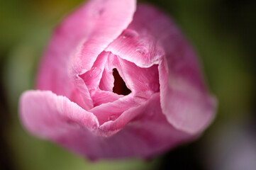 Close up macro overhead view of a tulip that is about to open or bloom. Selective focus.