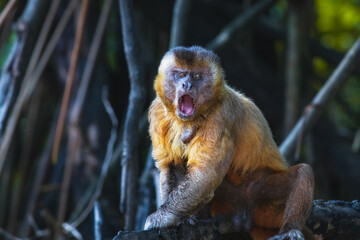 Retrato de macacco na natureza