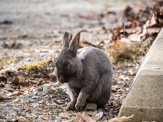 close up of a cute grey rabbit resting on the sidewalk in a park.