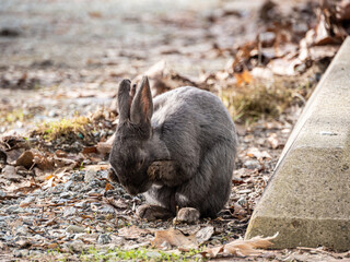 close up of a cute grey rabbit cleaning up its head with its paws - 568610888