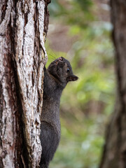 close up of a cute grey squirrel cling on the side of the tree trunk in the park