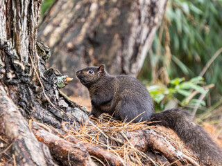 close up of a chubby grey squirrel resting on dry pine needles-filled groud by the tree in the park - 568611097