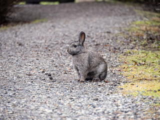 general portrait of a cute brown rabbit sitting on the roadside. - 568611202