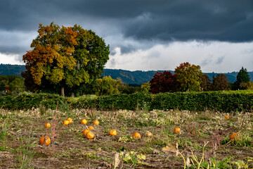 Stormy Pumpkin Patch in Fall at Sauvie Island, Oregon