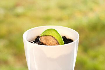 A sprouted mango seed at home on windowsill in flower pot.
