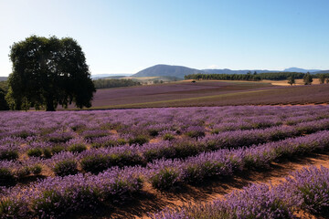 Fototapeta na wymiar Bridestowe Lavender Estate Tasmania Australia