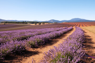 Obraz na płótnie Canvas Bridestowe Lavender Estate Tasmania Australia
