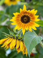 close up of small sunflowers with yellow petals blooming in the garden. - 568611498