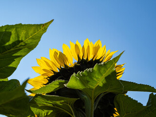 close up of yellow sunflower petals backlit by the sun under the blue sky - 568611648