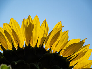 close up of yellow sunflower petals backlit by the sun under the blue sky - 568611649