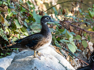 close up of a beautiful female wood duck resting on a rock by the bush in the park - 568611801