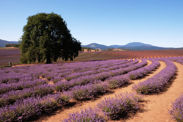 Bridestowe Lavender Estate Tasmania Australia