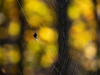 close-up of a tiny spider hanging in the center of the web backlit by the sunlight through the forest - 568611846