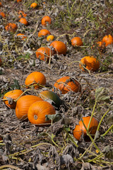 Many pumpkins in agricultural field.