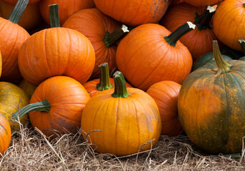 Many pumpkins in agricultural field.