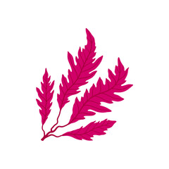 Purple branch of seaweed plant with leaves