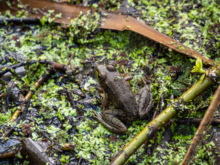close-up of a green frog resting on top of algae filled pond surface  - 568612637