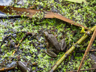 close-up of a green frog resting on top of algae filled pond surface  - 568612655