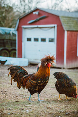 Farm Chickens