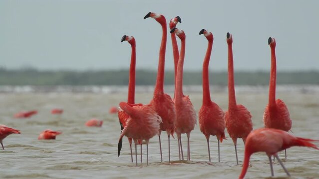 pink flamingo mexico wildlife birds