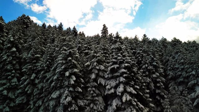 Chillin' in the Snow: Aerial View of Winter Magic&mdash;Mountains, Snowy Pines, and National Park Vibes