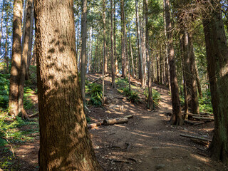 flat pathway inside a quiet forest on a sunny day