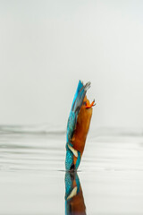 Kingfisher in action catching fish in the water