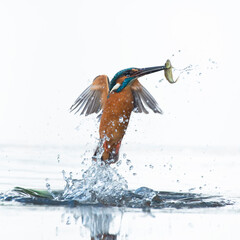 Kingfisher in action catching fish in the water