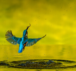 Kingfisher in action catching fish in the water