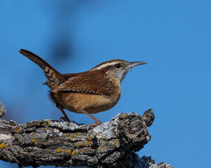 Carolina Wren