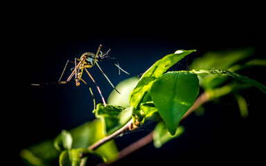 Close up a big mosquito on green leavs, nature blurred background, macro photos, selective focus, insect Thailand.