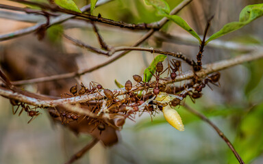 Red ants team collect are moving food is the larvae wasp on tree branch, Ants Teamwork with working.