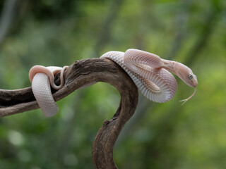 a big female ash pit viper Trimeresurus puniceus on a curvy wood