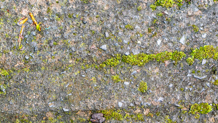 old concrete roads that have started to break down and are mossy