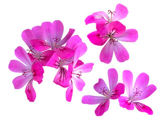 ピンクのローズゼラニウムの花
