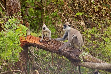 Family of The tufted gray langur (Semnopithecus priam), also known as Madras gray langur, and Coromandel sacred langur 