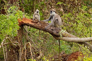 Family of The tufted gray langur (Semnopithecus priam), also known as Madras gray langur, and Coromandel sacred langur 