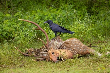 Large-billed crow , Corvus macrorhynchos feeding on a dead axis deer