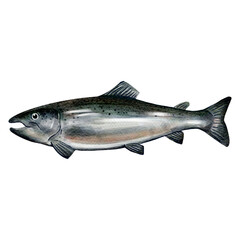 salmon fish water color sketch line art